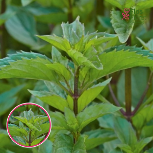 L49. Citronmētra - Mentha gentilis Lemon (BIO)