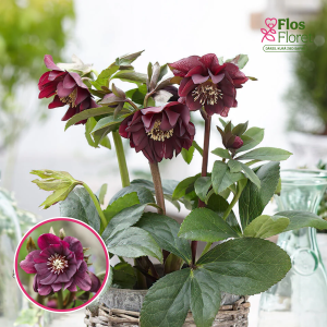 Sniega roze - Double Ellen Purple