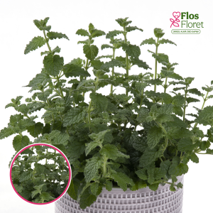 L50. Zemeņu mētra - Mentha species Strawberry mint