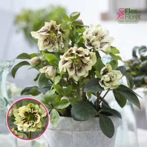 Sniega roze - Double Ellen Yellow Spotted