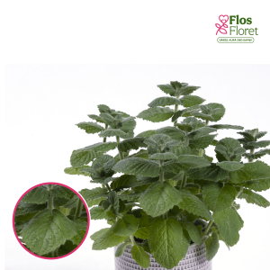 L51. Smaržīgā piparmētra - Mentha suaveolens Apple Mint