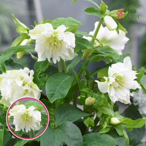 Sniega roze - Double Ellen White