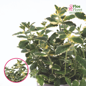 L52. Smaržīgā piparmētra - Mentha suaveolens Pineapple Mint