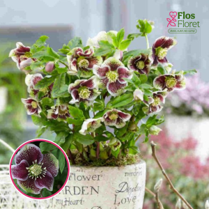 Sniega roze - Pretty Ellen Sptted