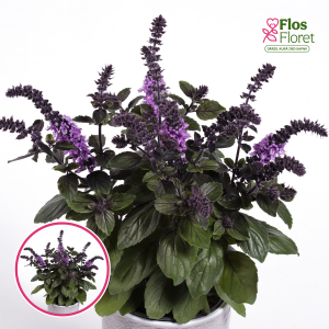 L53. Baziliks - Ocimum hybrida Bush basil Blue
