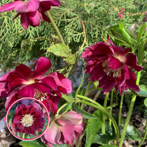 Sniega roze - Double Ellen Flash