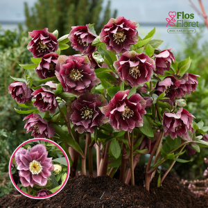 Sniega roze - Double Ellen Red Spotted