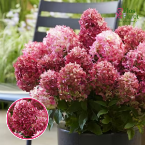 Skarainā hortenzija - Living Little Rosy