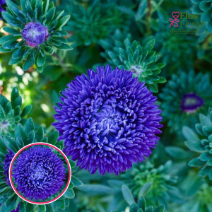 Ķīnas astere - Balloon Dark Blue . SĒKLAS _25s