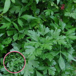 L55. Sējas pētersīlis - Petroselinum crispum Grandeur Italia (Gigante di Italia / Caput) (BIO)