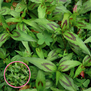 L56. Vjetnamas koriandrs - Polygonum odoratum Vietnamese cilantro