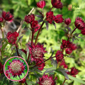 Astrancija - Moulin Rouge