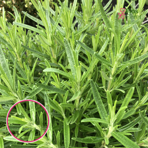 L57. Ārstnieciskais rozmarīns - Rosmarinus officinalis AbraxMaxx (BIO)