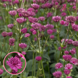 Lielā zvaigznīte - Astrancija 'Capri'