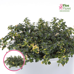 L58. Citrontimiāns - Thymus citriodorus Doone Valley