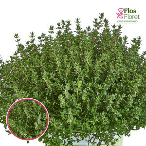 L59. Parastais timiāns - Thymus vulgaris Fredo Strong (BIO)