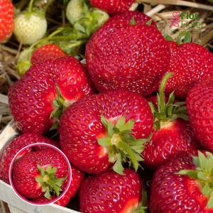 Zemenes - Honeoye (agra)