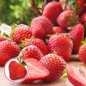 Zemenes - SONSATION (vidēji agra)