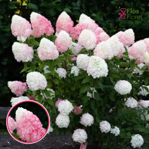 Skarainā hortenzija - Living Pink & Rose