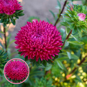 Ķīnas astere - Balloon Dark Carmine . SĒKLAS _25s