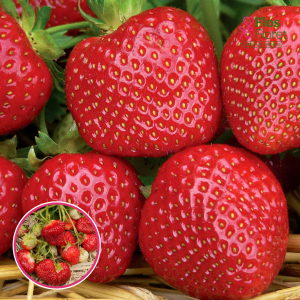 Zemenes - MALWINA (vēla)