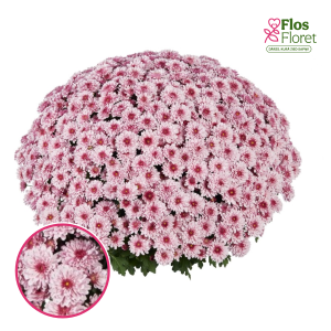 V1. Krizantēma (multiflora) - Banquet Pink Bicolor