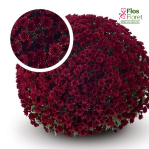 V3. Krizantēma (multiflora) - Belgian Mums Vigorelli red