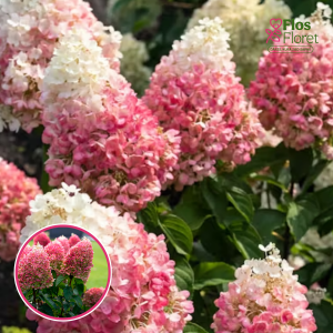 Skarainā hortenzija - Living Pinky Promise