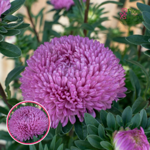 Ķīnas astere - Balloon Dark Dusky Pink . SĒKLAS _25s