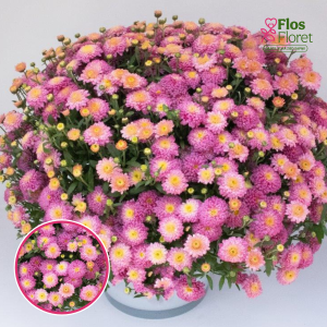 V8. Krizantēma (multiflora) - Brancookie