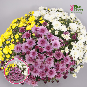 V12. Krizantēma (multiflora) - Branfountain Mix