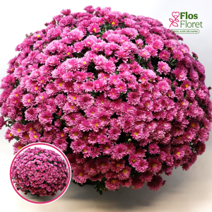 V14. Krizantēma (multiflora) - Branglobe Pink