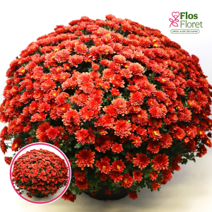 V15. Krizantēma (multiflora) - Branglobe Red