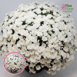 V16. Krizantēma (multiflora) - Branglobe White