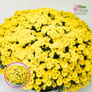 V17. Krizantēma (multiflora) - Branglobe Yellow