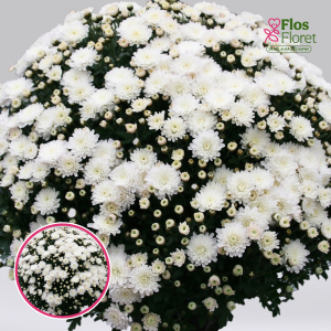 V19. Krizantēma (multiflora) - Branperfect Ice