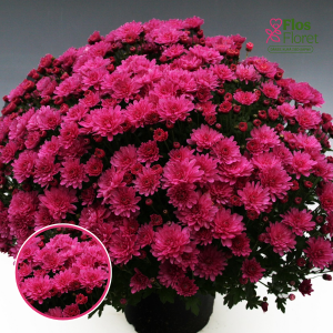 V21. Krizantēma (multiflora) - Branperfect Purple