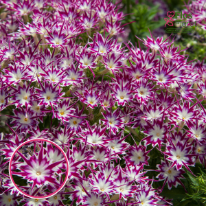 Z6. Drumonda floksis - Popstars Purple with Eye