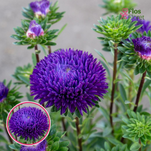 Ķīnas astere - Balloon Purple. SĒKLAS _25s