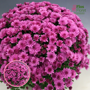 V27. Krizantēma (multiflora) - Bransound Purple