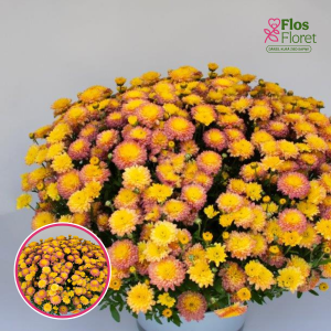 V28. Krizantēma (multiflora) - Bransugar