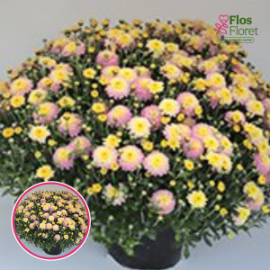 V29. Krizantēma (multiflora) - Bransweet