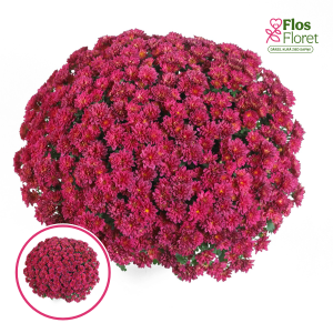 V31. Krizantēma (multiflora) - Concert Purple Impr.