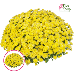 V32. Krizantēma (multiflora) - Ditto Lemon