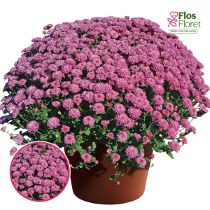 V35. Krizantēma (multiflora) - Gigi Dark Pink