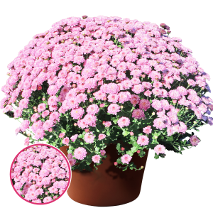 V36. Krizantēma (multiflora) - Gigi Pink