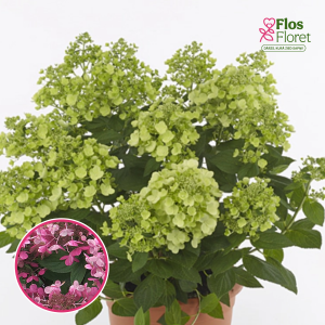 Skarainā hortenzija - Panflora