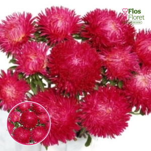 Ķīnas astere - Balloon Ruby Red. SĒKLAS _25s