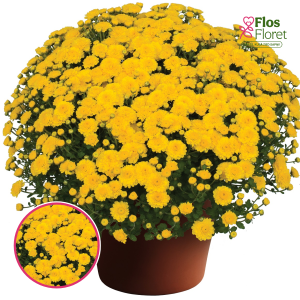 V37. Krizantēma (multiflora) - Gigi Yellow