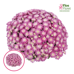 V40. Krizantēma (multiflora) - Shore Appleblossom